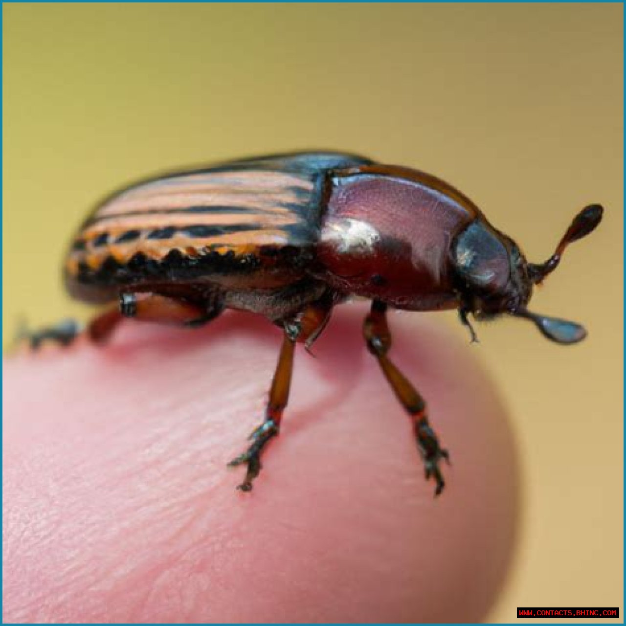 Do fruit beetles bite?