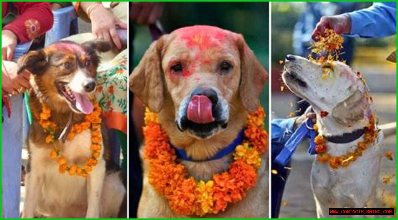 Doggo Day: The Kukur Tihar Is an Annual Hindu Festival That Celebrates Dogs