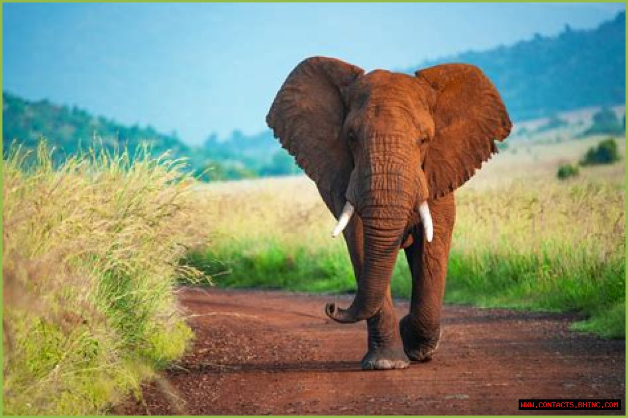How Many Elephants Are Left in the World: A Vital Quest for Conservation