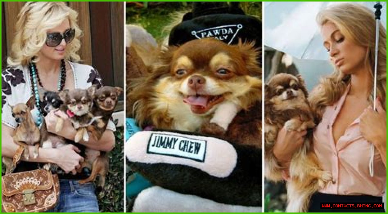Paris Hilton’s Beloved Chihuahua, Harajuku Bitch, Has Passed Away at 23 Years Old
