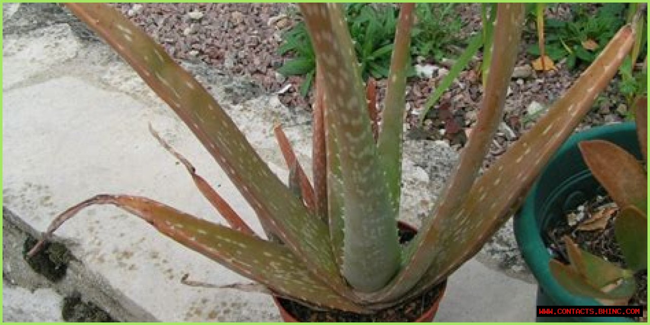 Why are the tips of my aloe vera plant turning red?